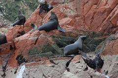 1218-Isole Ballestas,19 luglio 2013
